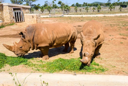 rhinoceros, majorca (spain)