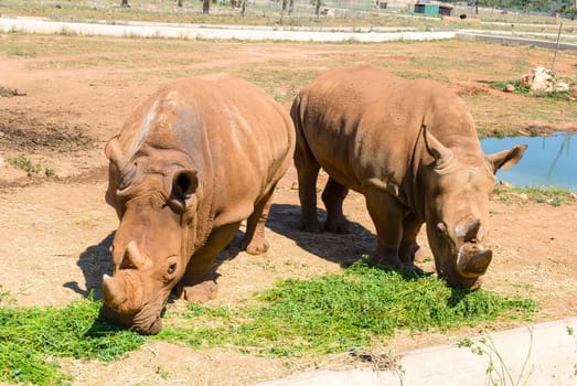 rhinoceros, majorca (spain)