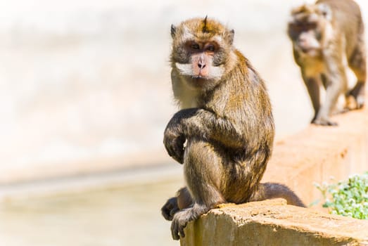 Little Monkey, Sa Coma, Mallorca