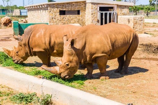 rhinoceros, majorca (spain)