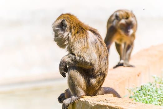 Little Monkey, Sa Coma, Mallorca
