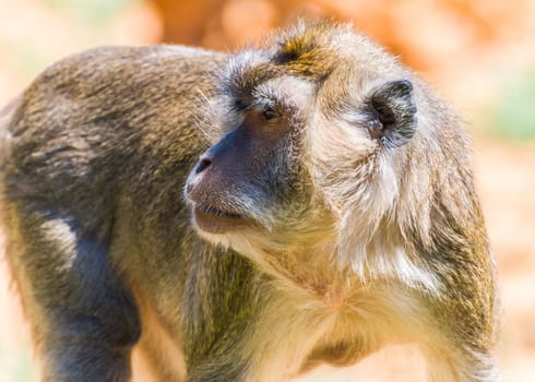 Little Monkey, Sa Coma, Mallorca