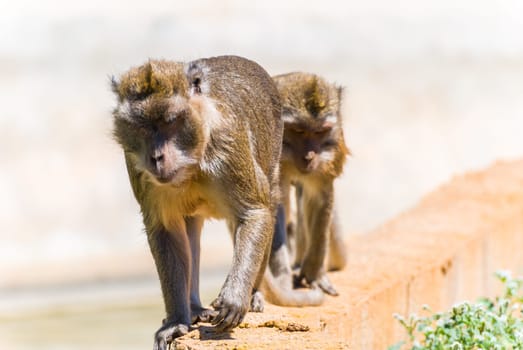 Little Monkey, Sa Coma, Mallorca