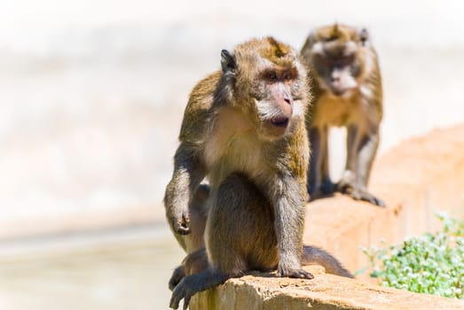 Little Monkey, Sa Coma, Mallorca