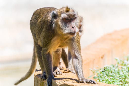 Little Monkey, Sa Coma, Mallorca