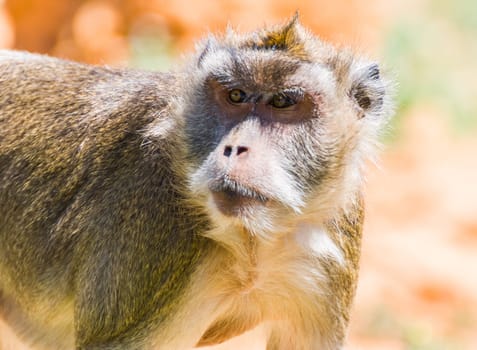 Little Monkey, Sa Coma, Mallorca