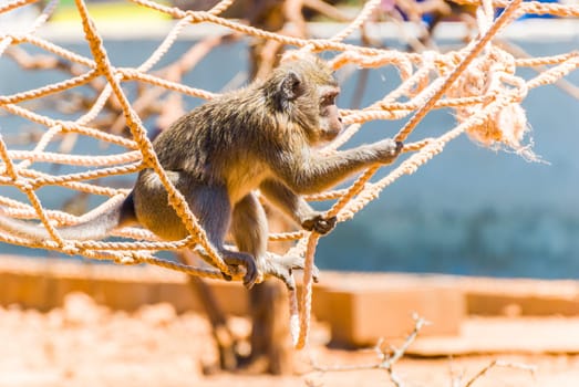 Little Monkey, Sa Coma, Mallorca