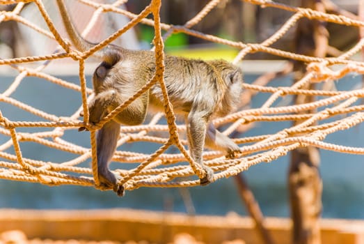 Little Monkey, Sa Coma, Mallorca