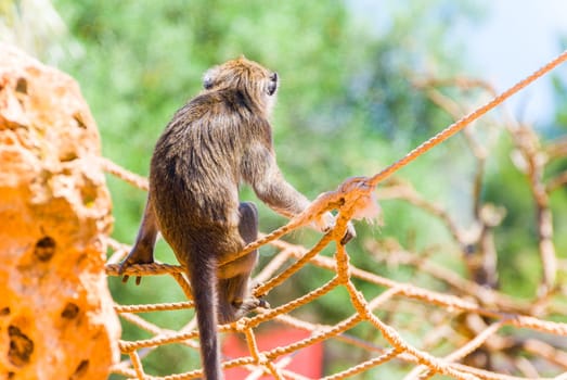 Little Monkey, Sa Coma, Mallorca