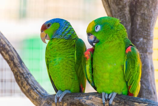 Two green parrots