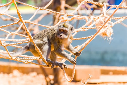 Little Monkey, Sa Coma, Mallorca