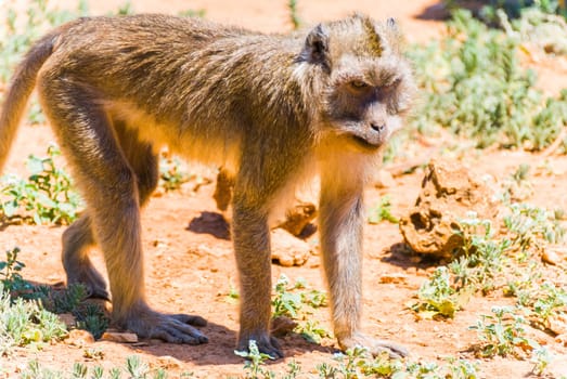 Little Monkey, Sa Coma, Mallorca