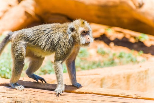 Little Monkey, Sa Coma, Mallorca