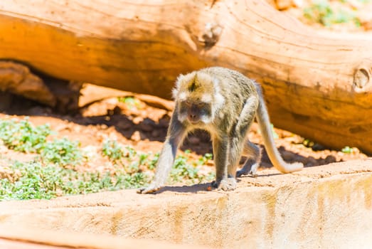 Little Monkey, Sa Coma, Mallorca