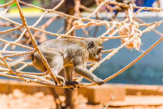 Little Monkey, Sa Coma, Mallorca