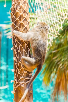 Little Monkey, Sa Coma, Mallorca