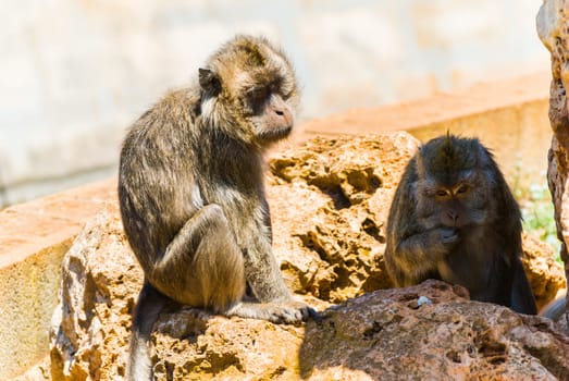 Little Monkey, Sa Coma, Mallorca