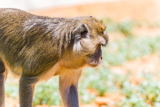 Little Monkey, Sa Coma, Mallorca