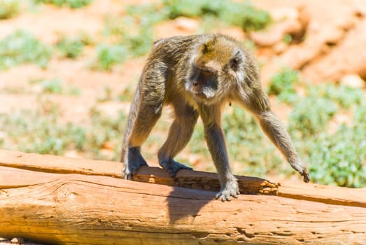 Little Monkey, Sa Coma, Mallorca