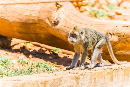 Little Monkey, Sa Coma, Mallorca