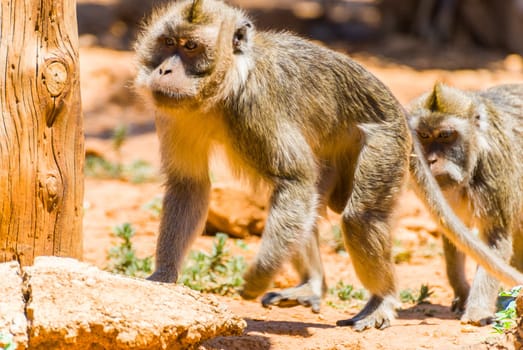 Little Monkey, Sa Coma, Mallorca