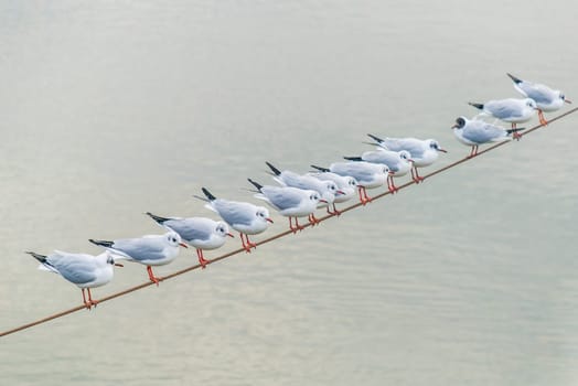 seagull sitting on a rope