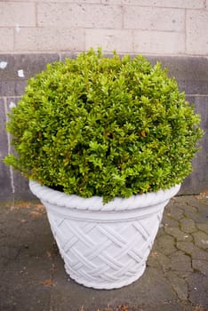 boxwood with white pot