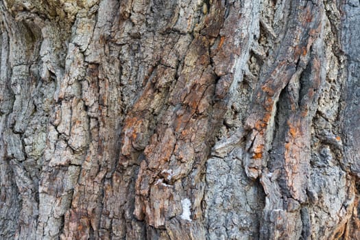 Wood Background