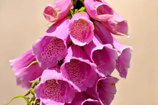 Foxglove, Digitalis purpurea, medicinal herb with flower.