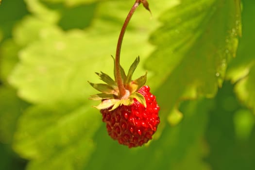 wild strawberry in summertime