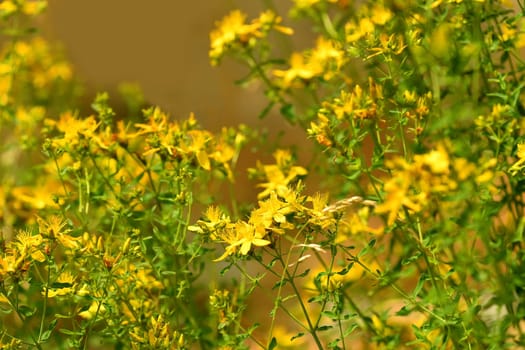St. John wort, medicinal plant with flower