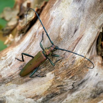 Musk beetle (Aromia moschata) on a tree trunk in summer in the wild