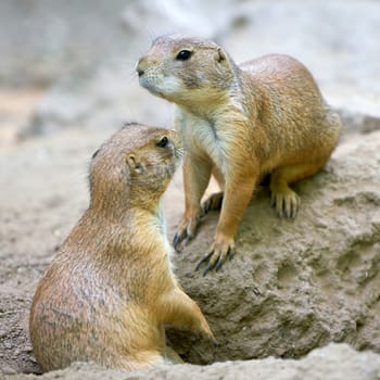 two black-tailed prairie dogs (Cynomys ludovicianus) in front of the entrance of their den in the wild