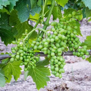 Fruit set in a vineyard. Bunches of grapes with the berries just formed after flowering. Traditional agriculture. Sardinia.