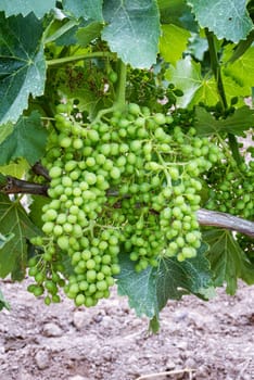 Fruit set in a vineyard. Bunches of grapes with the berries just formed after flowering. Traditional agriculture. Sardinia.