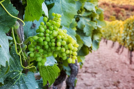 Fruit set in a vineyard. Bunches of grapes with the berries just formed after flowering. Traditional agriculture. Sardinia.