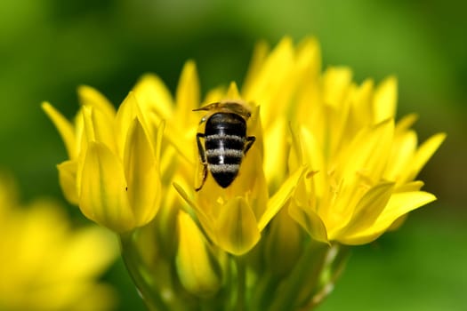 bee on yellow flower of magical herb moly