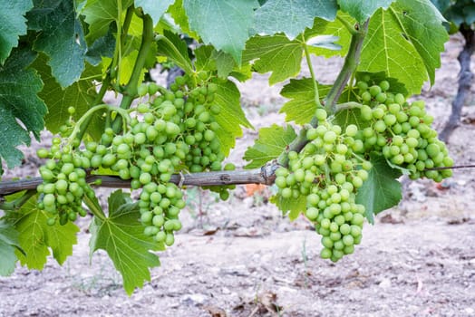 Fruit set in a vineyard. Bunches of grapes with the berries just formed after flowering. Traditional agriculture. Sardinia.
