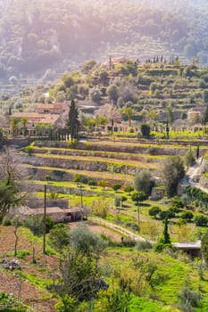 Wine mountains close to Valldemossa in Majorca (spain)