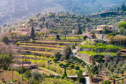 Wine mountains close to Valldemossa in Majorca (spain)