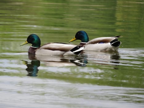 duck bird colors animal feathers peak swim