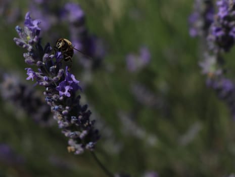 beautiful field lavender flowers aroma natural color insect oils