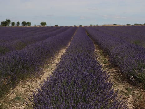 beautiful field lavender flowers aroma natural color insect oils