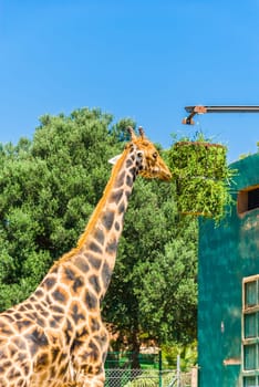 Eating giraffe, Safari Park - Majorca