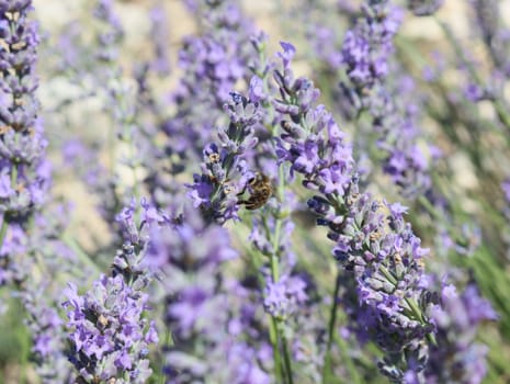 beautiful field lavender flowers aroma natural color insect oils