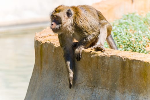 Little Monkey, Sa Coma, Mallorca