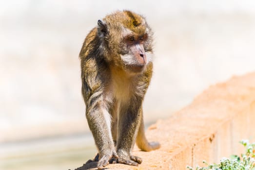 Little Monkey, Sa Coma, Mallorca