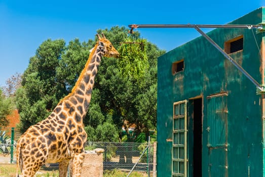 Eating giraffe, Safari Park - Majorca