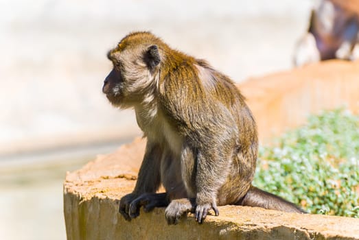 Little Monkey, Sa Coma, Mallorca