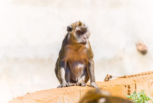 Little Monkey, Sa Coma, Mallorca